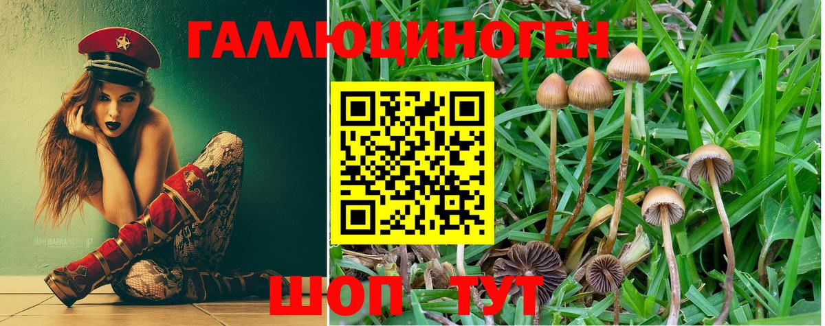 Кизилюрт  Галлюциногенные грибы прущие грибы  Вход с VPN 