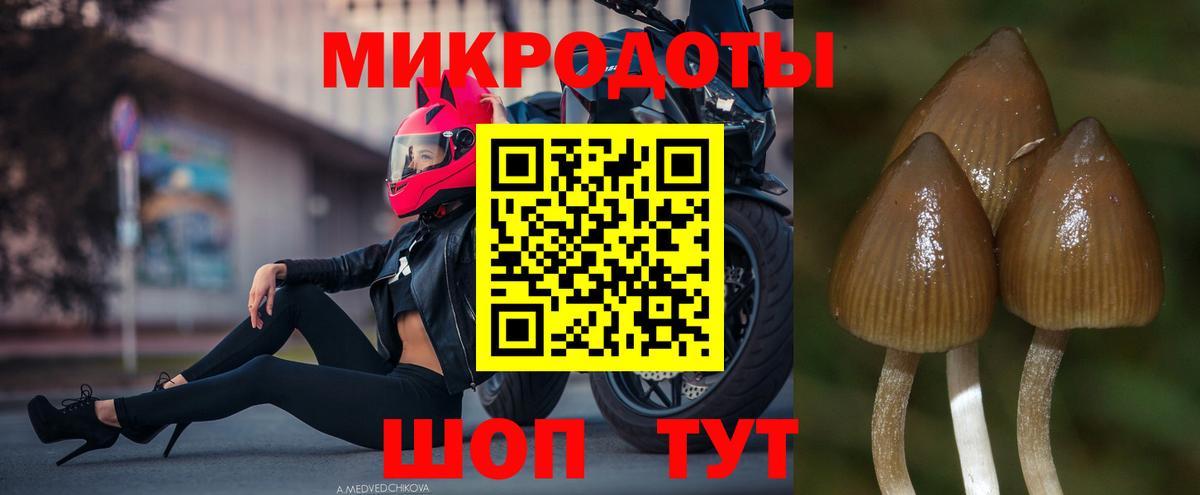 Галлюциногенные грибы Cubensis Кизилюрт